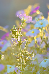 Image showing tobacco pink flowers