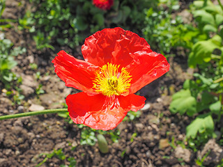 Image showing Papaver flower