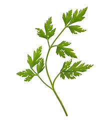 Image showing Parsley aka cilantro isolated