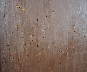 Image showing Wood damaged by furniture beetle