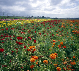 Image showing Flower field