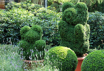 Image showing topiary green bear