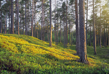Image showing Pine Forest