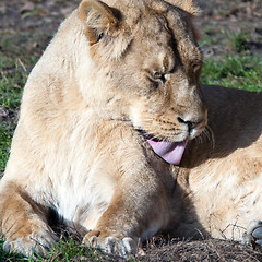 Image showing Lioness