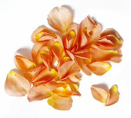 Image showing Rose petals