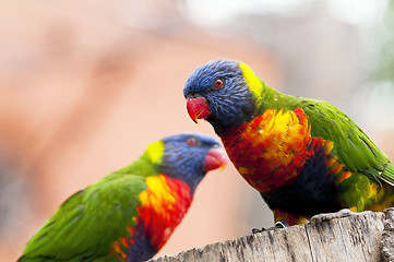 Image showing Rainbow lorikeet