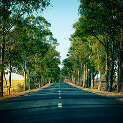 Image showing Road Running Through Trees Alley