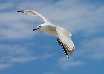 Image showing Seagull in Flight