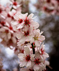 Image showing Cherry Blossom