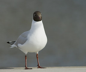 Image showing Black-headed Gul