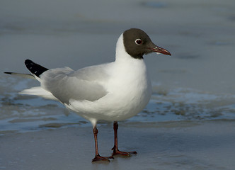 Image showing Black-headed Gul