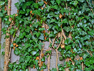 Image showing Ivy