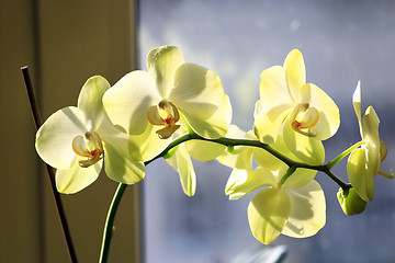 Image showing Fin gren av blommande gul orkid