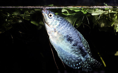 Image showing Cosby Gourami, male builing bubble nest. Trichogaster Trichopterus.