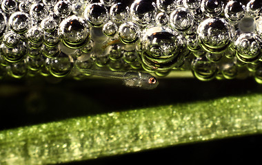 Image showing Cosby gourami, Bubble nest with egg and fry. Trichogaster Trichopterus..