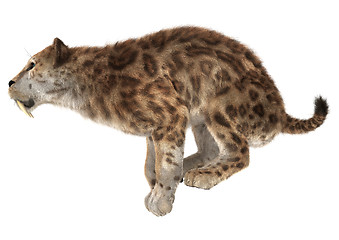 Image showing Big Cat Smilodon