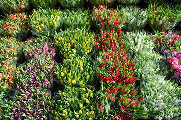 Image showing Tulip bouquets all over