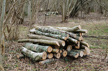 Image showing Firewood pile in a deciduous forest