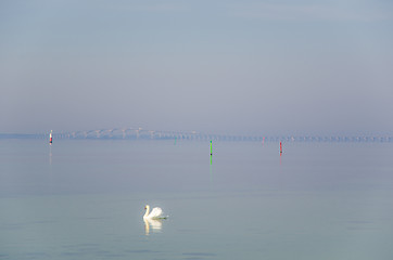 Image showing Swimming swan by the coast