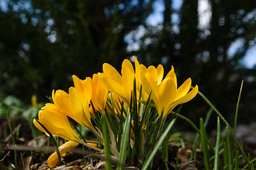 Image showing Yellow crocus group