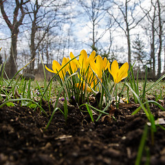 Image showing Group of shiny crocuses