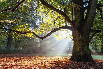 Image showing mighty oak tree