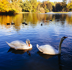 Image showing Gracefull swans floating on water