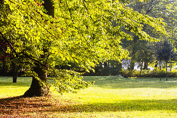 Image showing Japanese garden