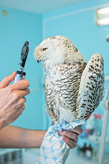 Image showing owl at vet