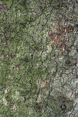 Image showing Pine Tree Texture