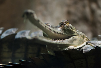 Image showing Gharial (also known as the gavial)