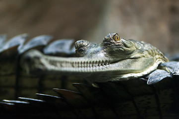 Image showing Gharial (also known as the gavial)