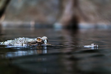 Image showing Gharial (also known as the gavial)