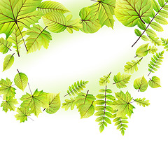 Image showing Green leaves frame isolated on white. EPS 10