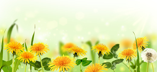 Image showing Dandelions in the meadow. Collage.