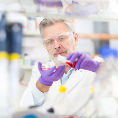 Image showing Life scientist researching in the laboratory.