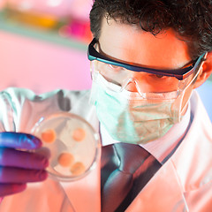 Image showing Scientist observing petri dish.