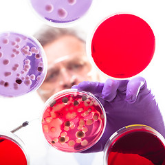 Image showing Senior life science researcher grafting bacteria.