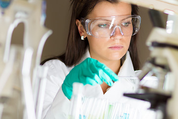 Image showing Young chemist in the laboratory.