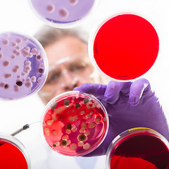 Image showing Senior life science researcher grafting bacteria.