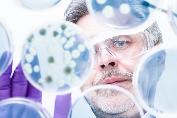 Image showing Senior life science researcher grafting bacteria.