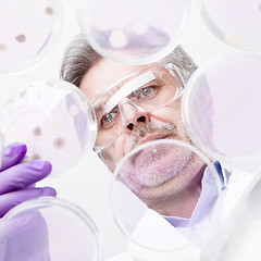 Image showing Senior life science researcher grafting bacteria.