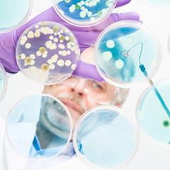 Image showing Senior life science researcher grafting bacteria.