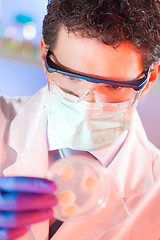 Image showing Scientist observing petri dish.