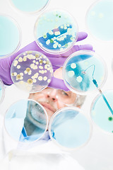 Image showing Senior life science researcher grafting bacteria.