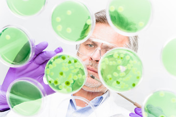 Image showing Senior life science researcher grafting bacteria.