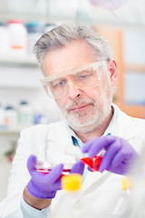 Image showing Life scientist researching in the laboratory.