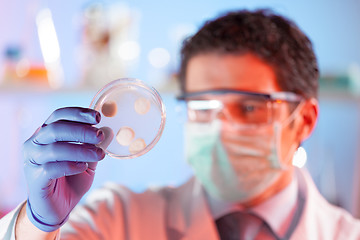 Image showing Scientist observing petri dish.