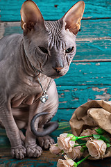 Image showing serious cat breed Sphynx