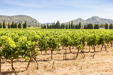 Image showing Provence vineyard